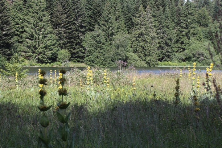 lac de Servières environ 1200m.JPG