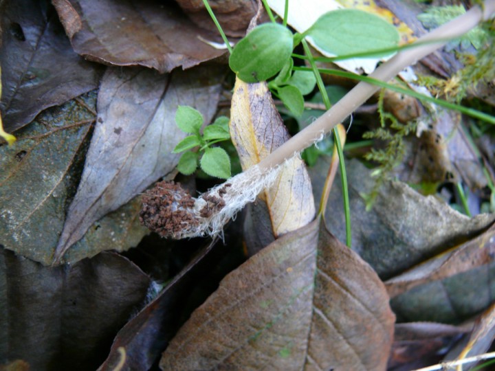 2nov027.jpg