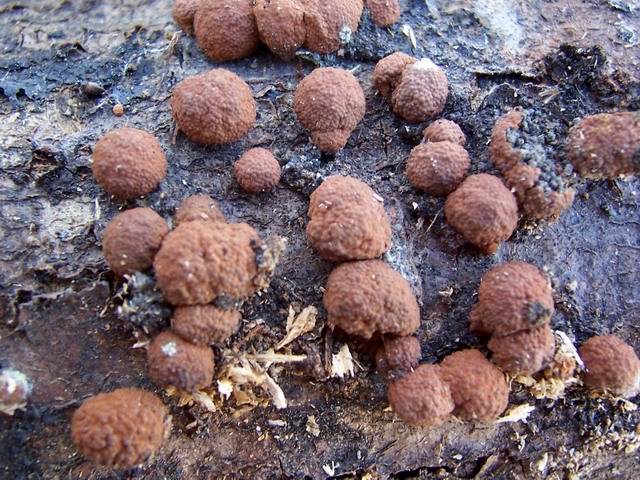 Hypoxylon fragiforme