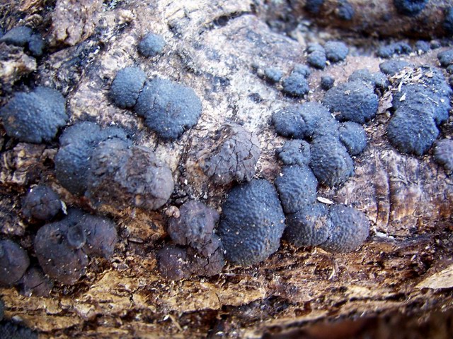 Hypoxylon fragiforme