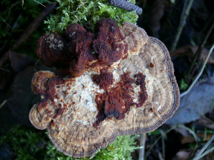 p017.jpg