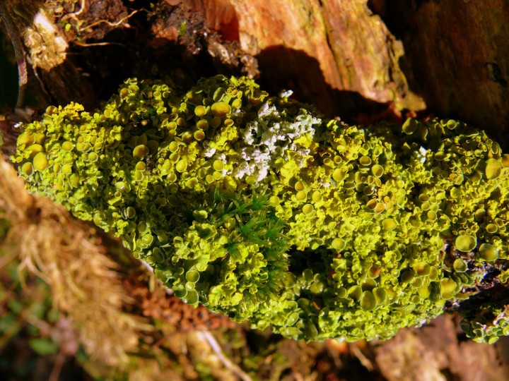 lichen068.jpg