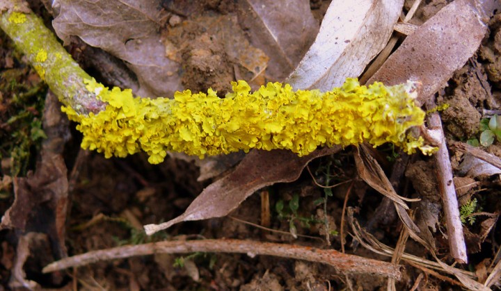 lichen151.jpg