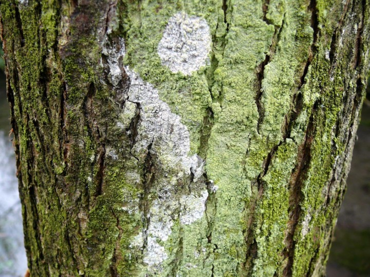 lichen140.jpg