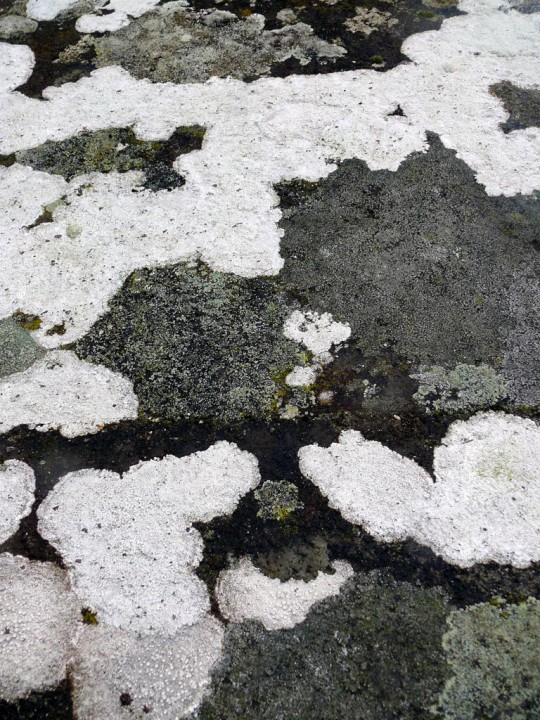 lichen235.jpg