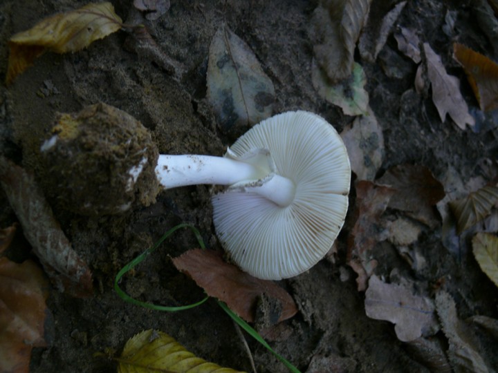 a089.jpg