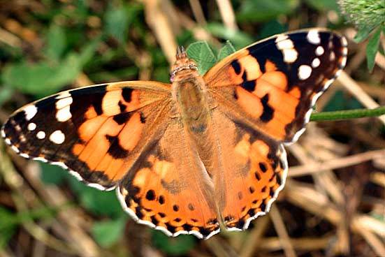 Vanessa  cardui (Belle dame)