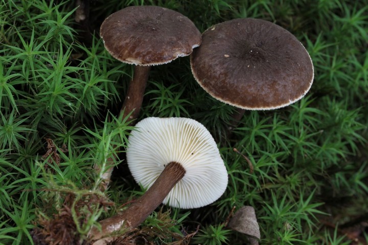 Copie de IMG_4000.JPG