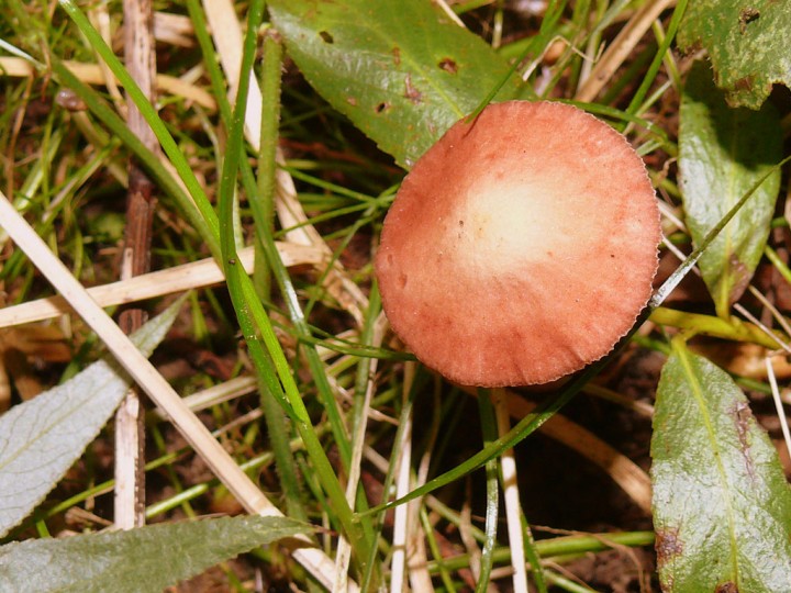p136.jpg