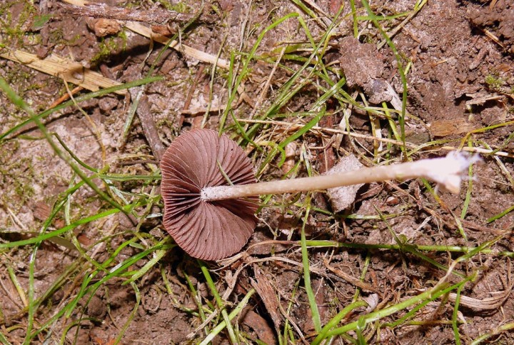 p137.jpg