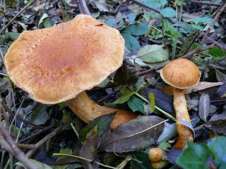 12oct015.jpg