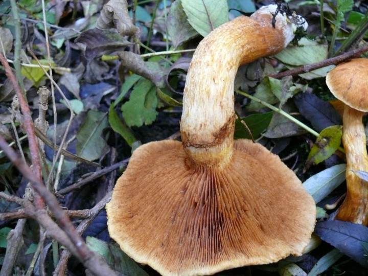 12oct017.jpg