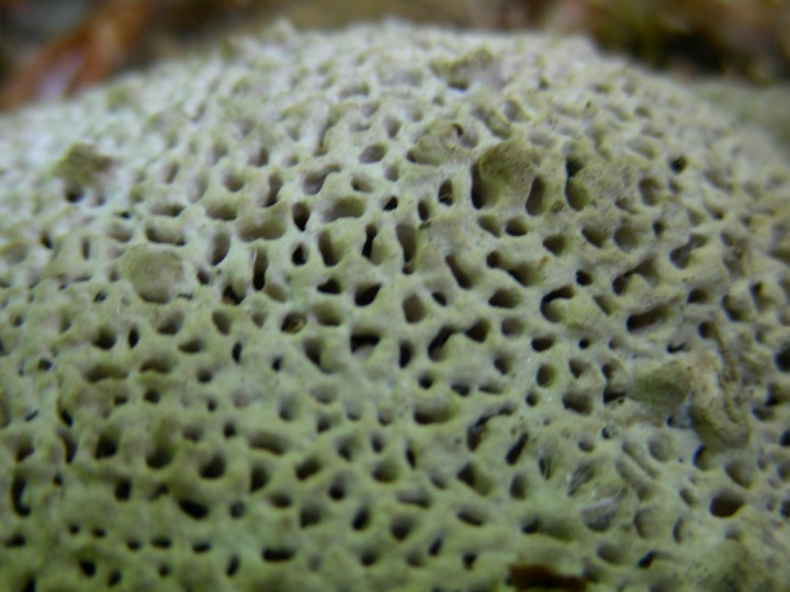 QUERCUS-22-Mai-2010-018.jpg