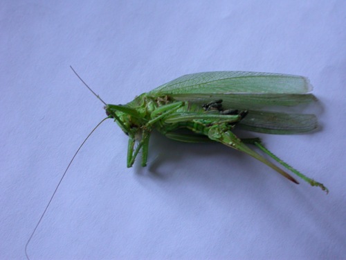 DSCN7835.JPG