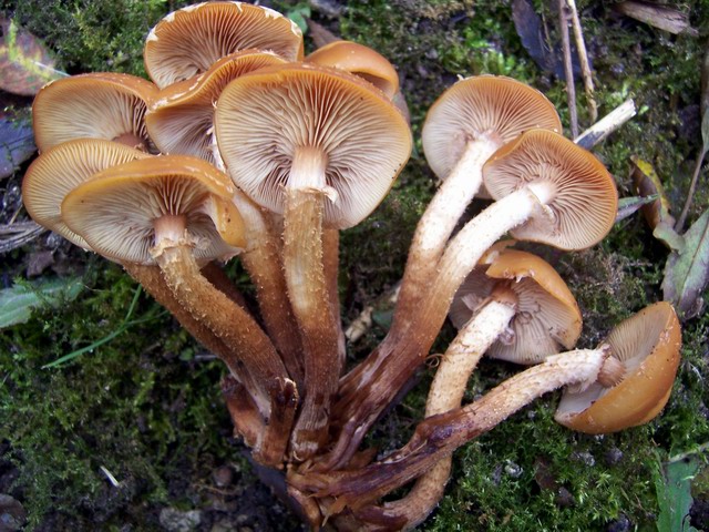 Kuehneromyces mutabilis photo Yvonne