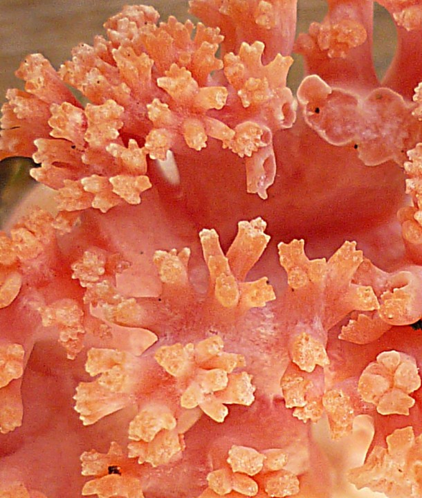Ramaria-subbotrytis-2.jpg