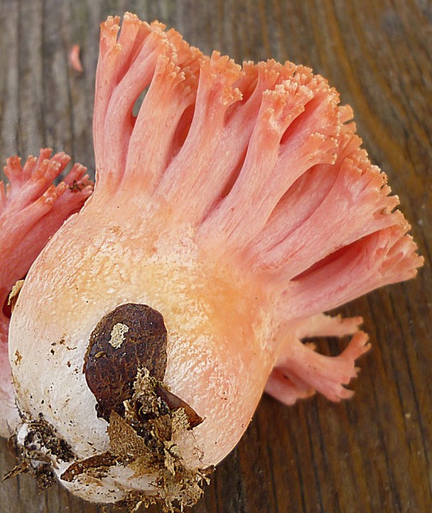 Ramaria-subbotrytis-3.jpg