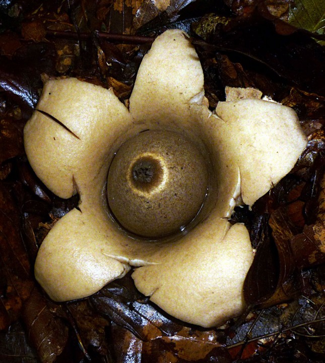 Geastrum-sessile-03-09-2010.jpg