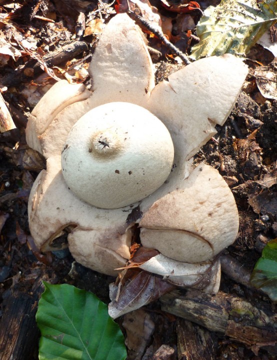 Geastrum-sessile-28-08-2010.jpg