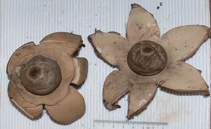 Geastrum-sessile-02-11-2010.jpg