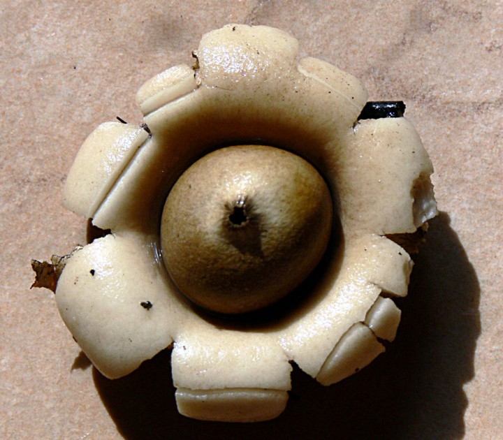 Geastrum-sessile-2006.jpg