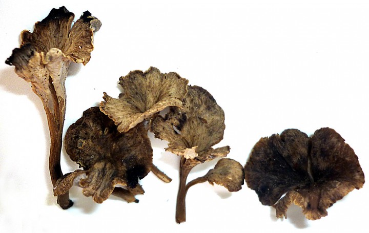 Craterellus-undulatus.jpg