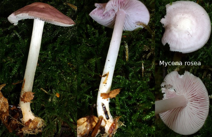 Mycena-rosea.jpg