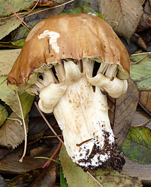 B-edulis-11-2009-1.jpg