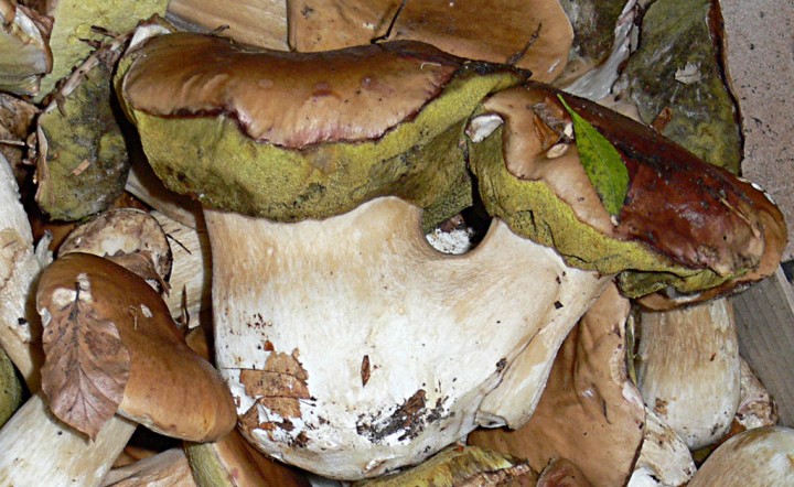 B-edulis-11-2009.jpg