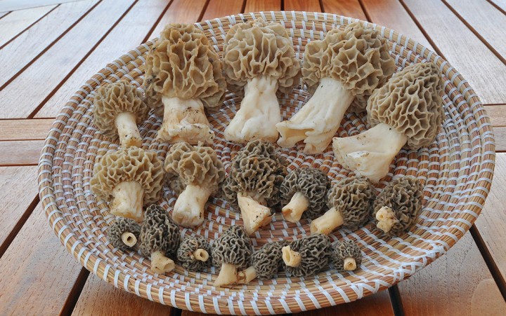 Morilles_2012.jpg