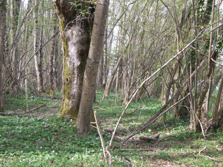 Biotope_mitrophores.jpg