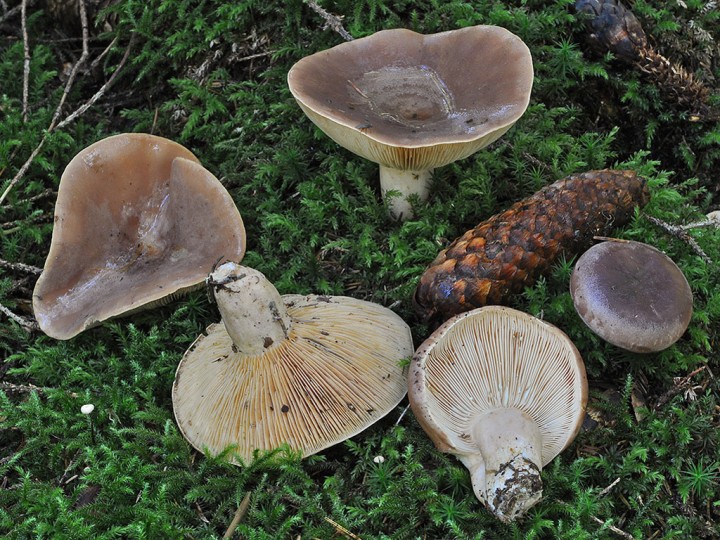 Lactarius_trivialis.jpg