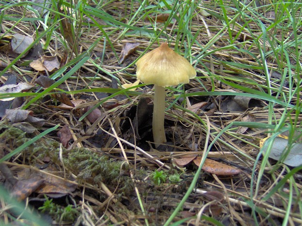 Inocybe1.jpg