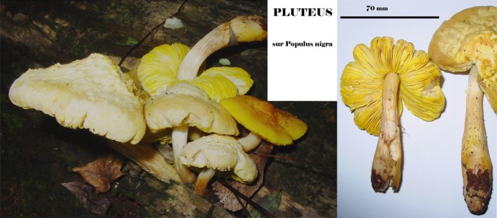 pluteus-sp.jpg