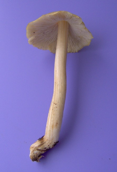 Inocybe11.jpg