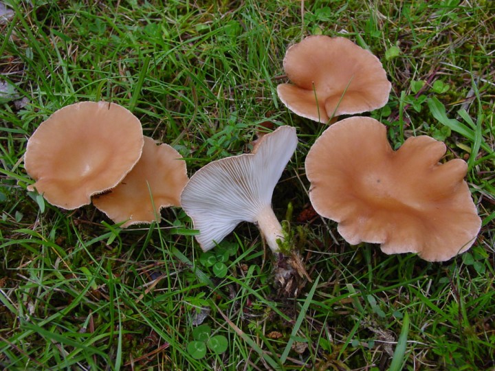 clitocybe-costata.jpg