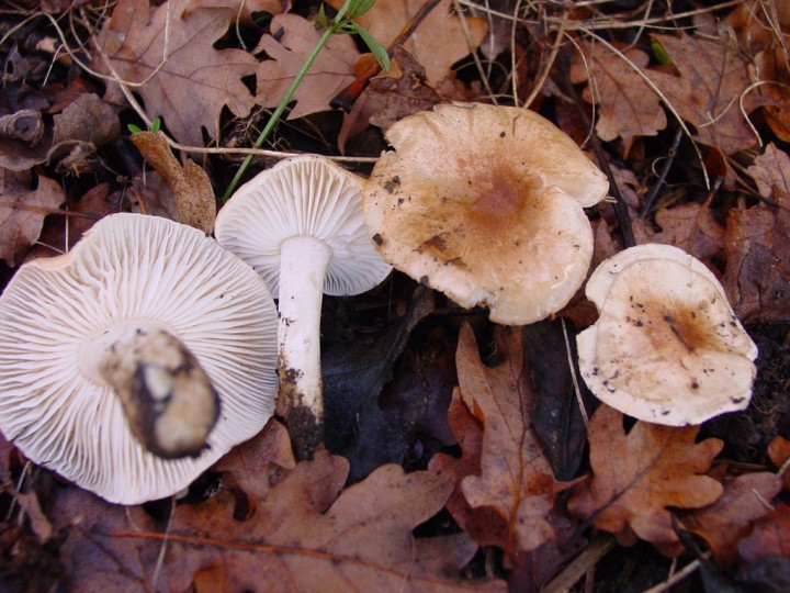 DSC02637.jpg