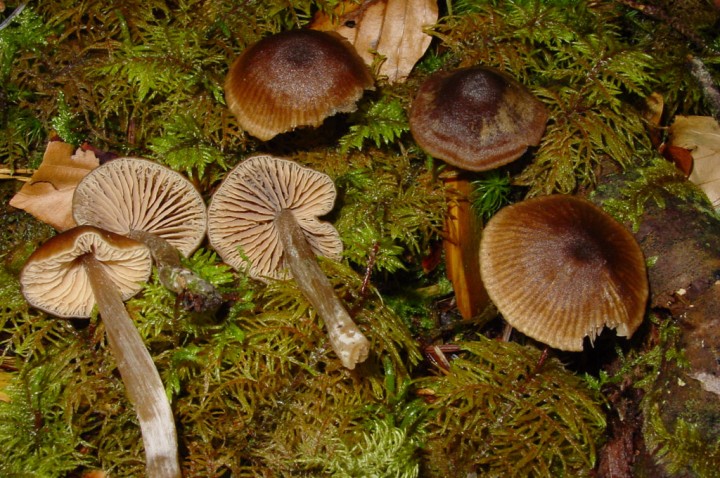 entoloma-cetratum.jpg