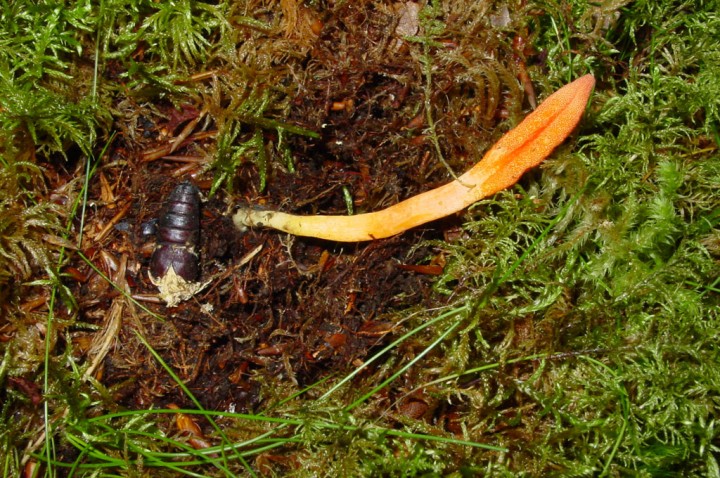 cordyceps-militaris.jpg