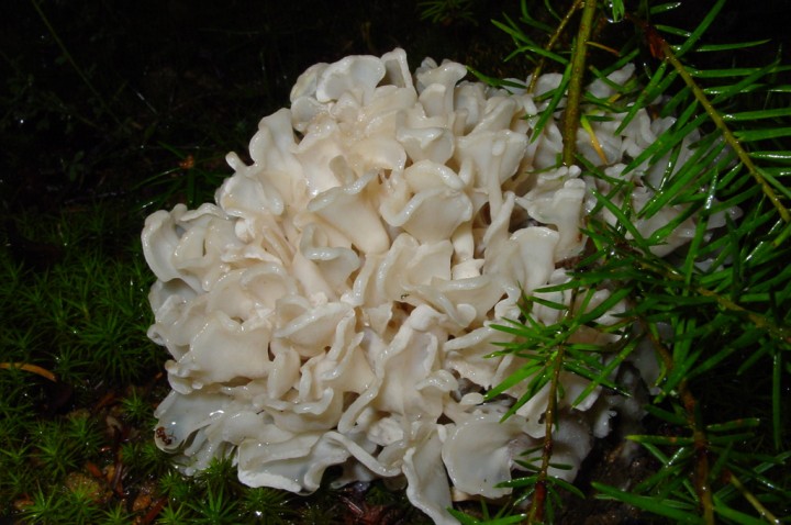 sparassis-laminosa.jpg