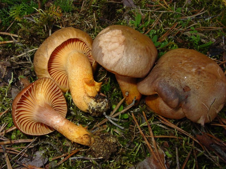 chroogomphus-rutilus.jpg