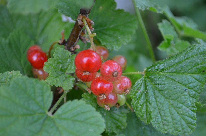 DSC_0006.jpg