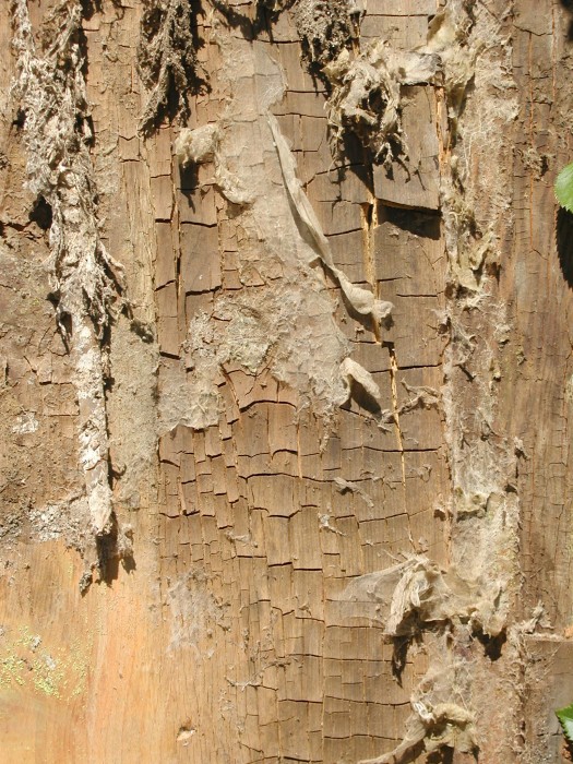 merule 013.jpg