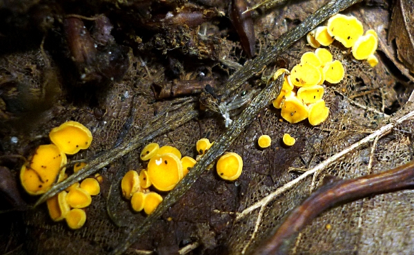 resized_Helotiaceae - bisporella citrina - Vieux-Moulin - 02-09-2011.jpg