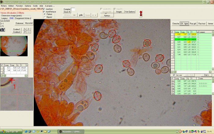 micro crepidotus cesatti (Q=1.5)