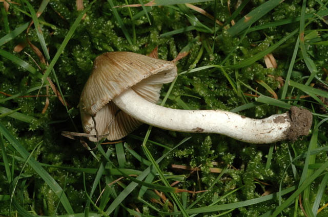 Inocybe.jpg