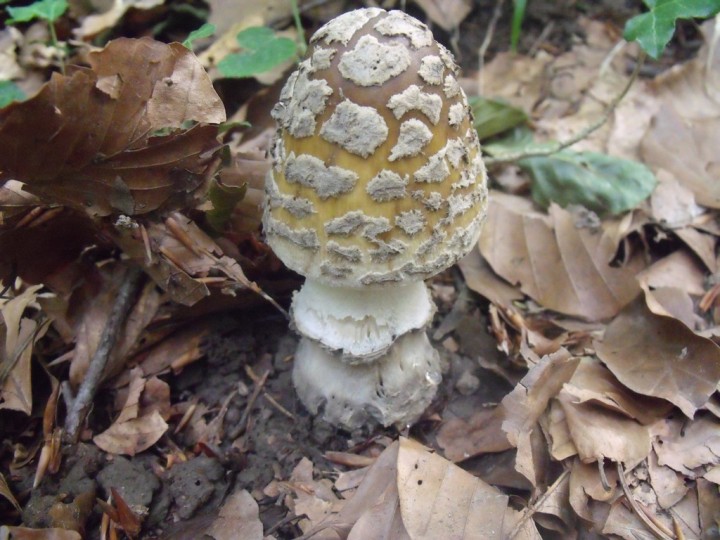 DSCF0709.jpg