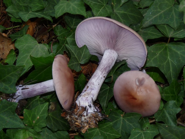 P1020189.jpg
