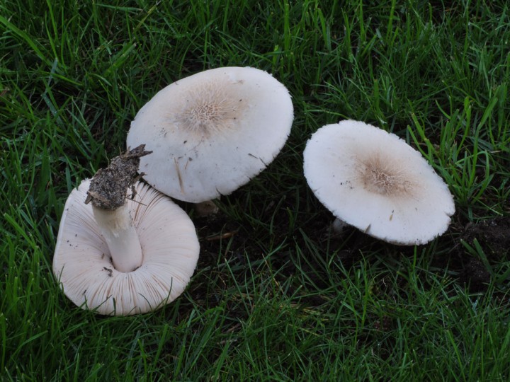 DSC_2650.jpg