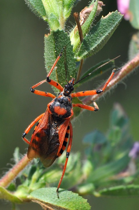 Rhinocoris_iracundus.jpg